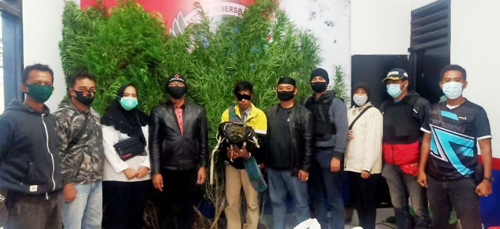 Pengakuan Terbaru Pelaku Penanam Ganja di Rejang Lebong