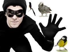 Curi Burung Love Bird, Dua Remaja Seluma Diamankan Polisi