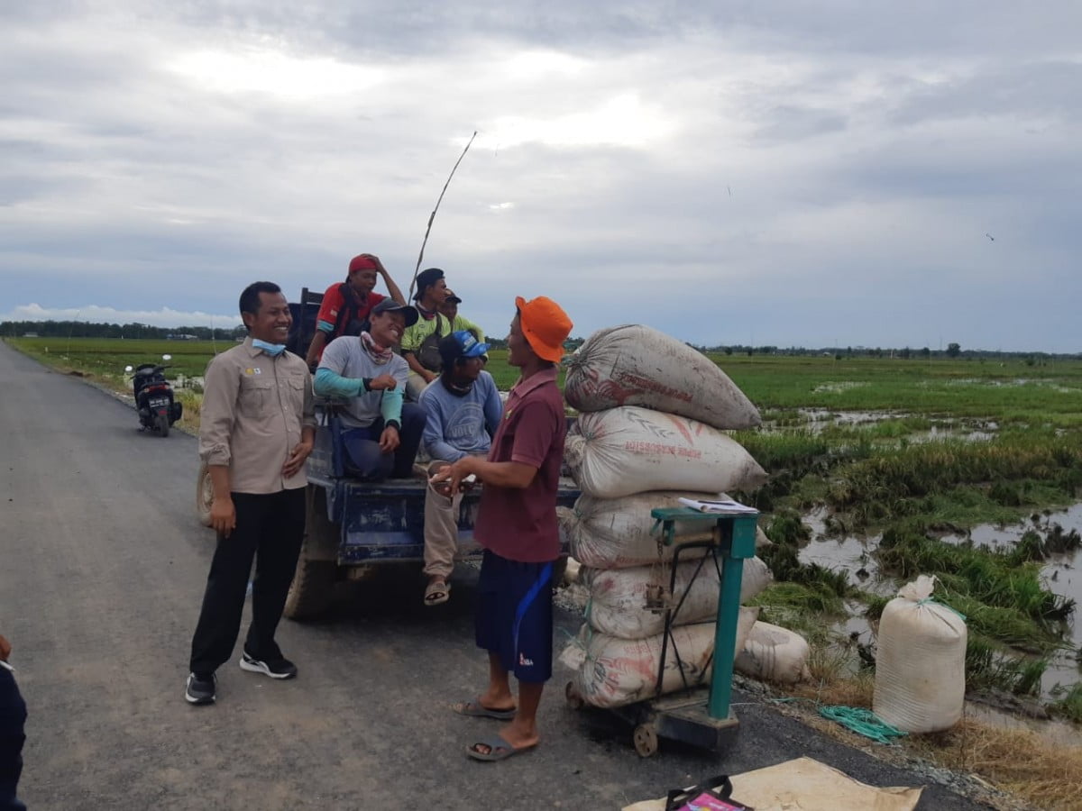 Petani di Lahan Food Estate Raih Hasil Menggembirakan