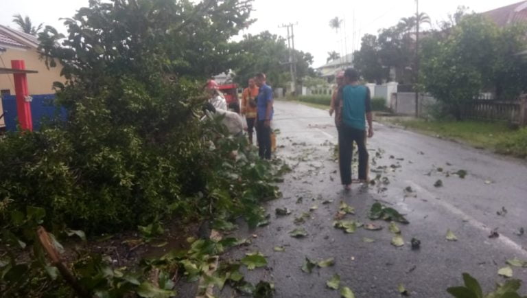 Tim Rescue Damkar Evakuasi Pohon Tumbang Akibat Badai