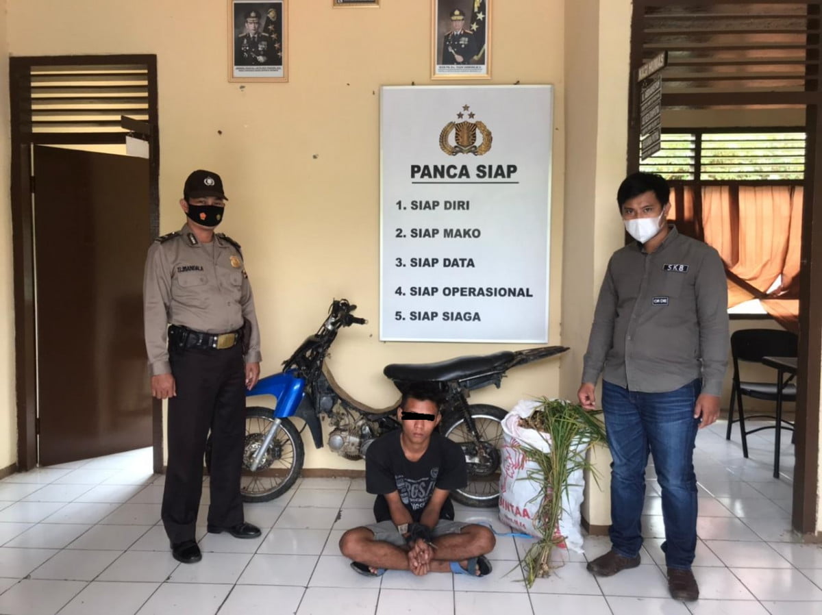 Polsek Bermani Ilir Tangkap Pencuri Tanaman Jahe