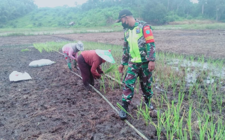 Bantu Warga, Babinsa Kodim 1201/Mempawah Turun ke Sawah Tanam Padi