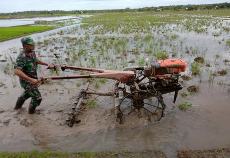 Koramil Sungai Pinyuh Turun ke Sawah Bantu Petani