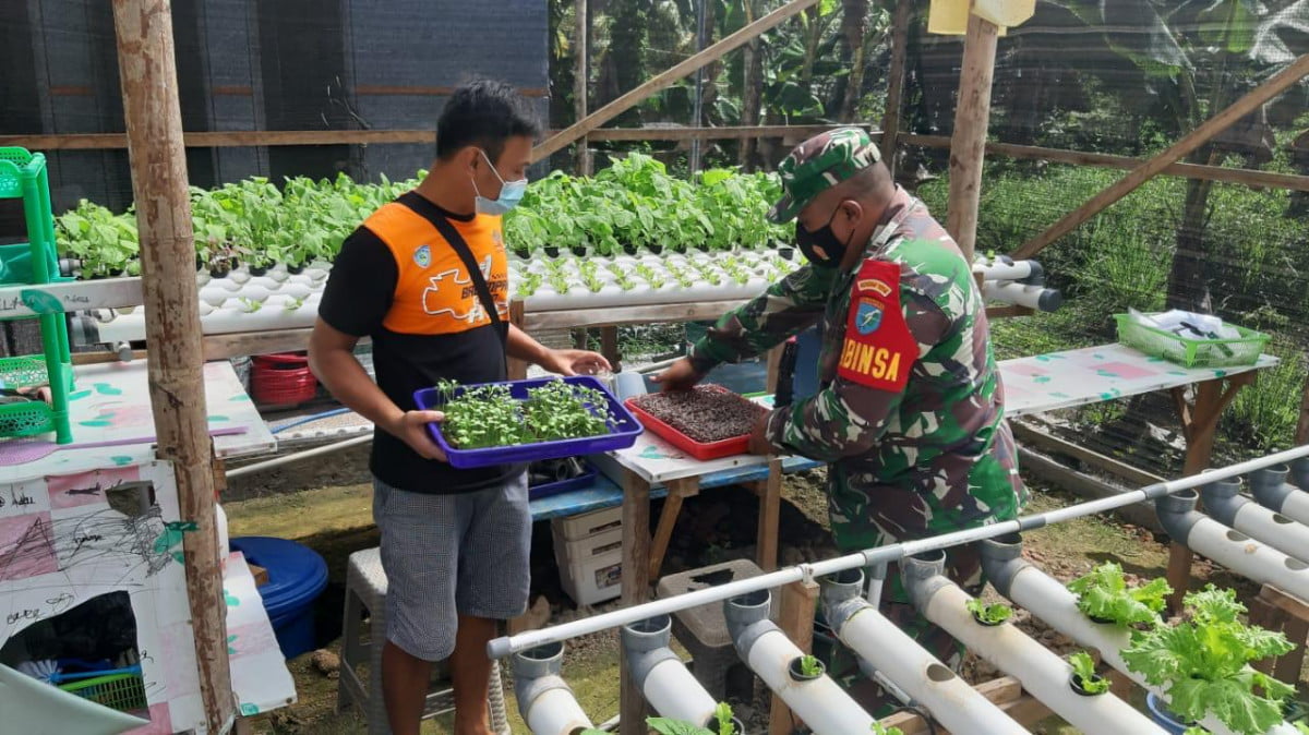 Di Sela Sela Waktunya Babinsa 1014-05/P.Banteng Anjangsana ke Ladang Masyarakat yang Siap Panen.