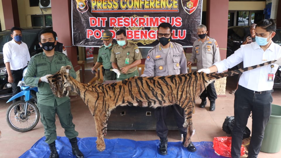Polda Bengkulu Ungkap Perdagangan Kulit dan Organ Tubuh Harimau Sumatra