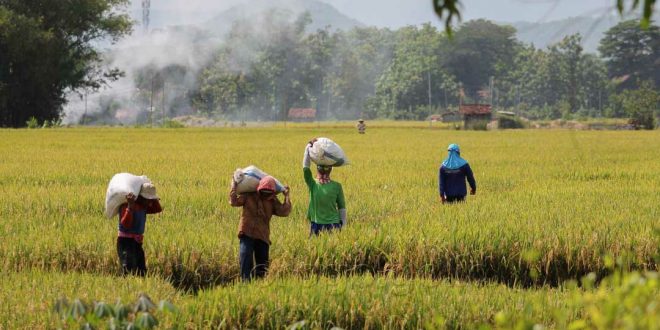 Ketahanan Pangan Sektor Pertanian di Era Pandemi Covid-19