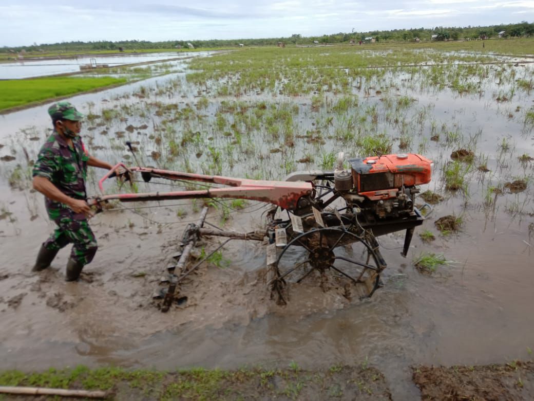 Babinsa Sungai Pinyuh Turun Tangan Bantu Petani