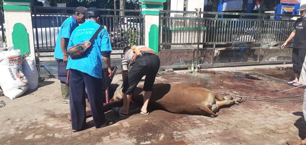 Kemenag Rejang Lebong Kurban 12 Ekor Sapi