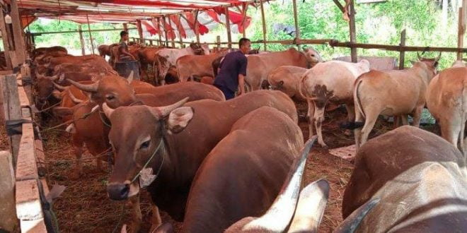 Jelang Iduladha, Dispangtan : Stok Hewan Kurban Aman