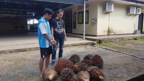 Pria Asal Jambi Curi Sawit PT Agri