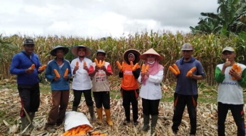 Wakil Bupati Mukomuko Panen Raya Jagung di Desa Rawa Bangun