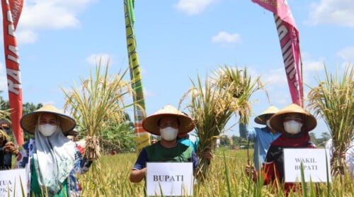 Bupati Mukomuko Hadiri Panen Raya di Lubuk Pinang
