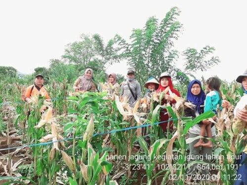Pengadaan Jagung Rp 6 Miliar Dipertanyakan