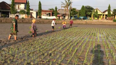 Babinsa Sendangrejo Terjun ke Sawah