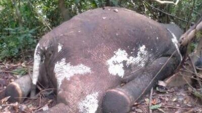 Satu Ekor Gajah Sumatera Ditemukan Mati di Seblat