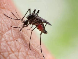 Edwar Samsi Dorong Pemerintah Antisipasi DBD Jelang Musim Hujan