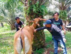 Sapi Terinfeksi Jembrana Aman Dikonsumsi? Berikut Penjelasan Dokter Hewan