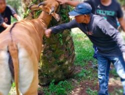 Vaksinasi Ternak Wajib Dilakukan