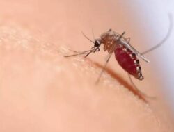 Waspada DBD, Warga Seluma Meninggal