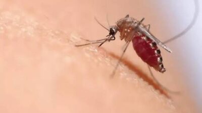 Waspada DBD, Warga Seluma Meninggal