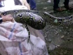 Kerap Mangsa Ternak, Warga Seluma Tangkap Ular Piton