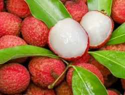 Buah Leci: Nikmati Manfaat Kesehatannya yang Luar Biasa