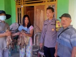 Program Ketahanan Pangan, Pemdes Gardu Bagikan Ribuan Ekor Itik