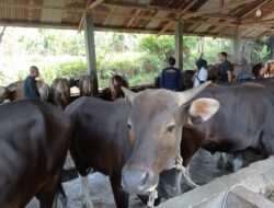 Pengawasan Hewan Kurban Diperketat