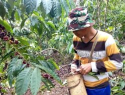Petani Kopi Bakal Dapat Akses Pasar Lebih Luas dan Harga Lebih Tinggi