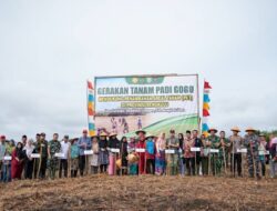 Gerakan Tanam Padi Gogo, Untuk Manfaatkan Lahan Kosong di Pulau Enggano