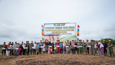 Gerakan Tanam Padi Gogo, Untuk Manfaatkan Lahan Kosong di Pulau Enggano