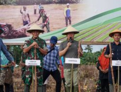 Menanam Padi Gogo Tak Perlu Saluran Irigasi