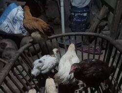Warga Mekar Sari Seluma Menilai Pengadaan Ayam Kampung Diduga Markup 