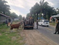 Segera! Kandangkan Jika Tak Ingin Ditertibkan Satpol PP