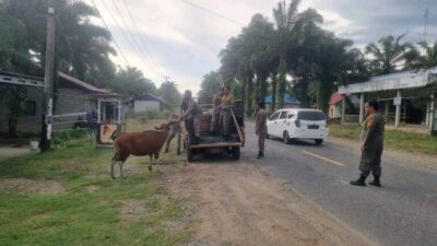 Segera! Kandangkan Jika Tak Ingin Ditertibkan Satpol PP