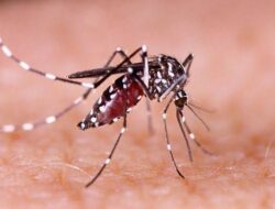 Kasus DBD di Kabupaten Seluma Terus Meningkat