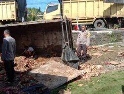 Truk Terguling di Desa Napalan Seluma, Ratusan Telur Pecah