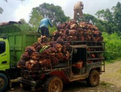 Harga TBS di Kabupaten Seluma Mengalami Kenaikan
