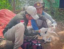 Kasus Gigitan Hewan Penular Rabies di Seluma Capai 156, Peliharaan Warga Divaksin