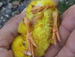 Langka, Anak Ayam Berkaki Tiga Milik Warga Talo Seluma