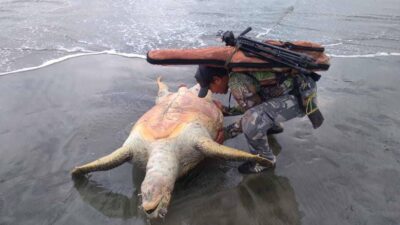 Warga Temukan Penyu Sebesar Orang Dewasa Terdampar di Pantai Seluma