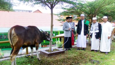 Idul Adha 1445 Hijriah, Pemprov Bengkulu Salurkan 10 Ekor Sapi