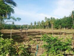 281 Hektare Sawah di Mukomuko Kekeringan, Petani Minta Bantuan Pompa Air