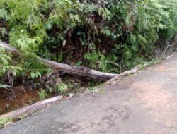 Tertimpa Pohon yang Ditebang, Warga Seluma Meninggal