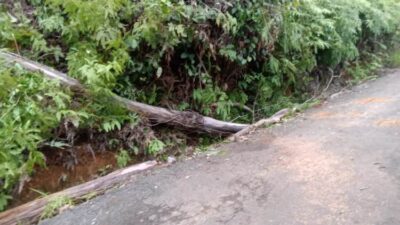 Tertimpa Pohon yang Ditebang, Warga Seluma Meninggal