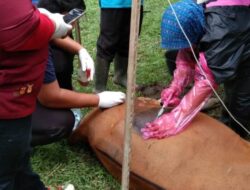 Pemkab Mukomuko Sediakan Program Operasi Caesar Hewan Ternak