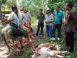 Ternak Warga Seluma Dimangsa Hewan Buas, Diduga Harimau