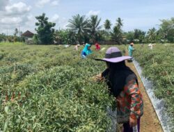 Musim Kemarau, Hasil Panen Cabai Petani Seluma Turun Drastis