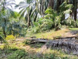 Pencurian Sawit Kian Meresahkan, Warga Talang Tinggi Jadi Korban