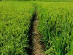 Bulan Depan, Dinas Pertanian Seluma Salurkan 160 Ton Bibit Padi Gratis